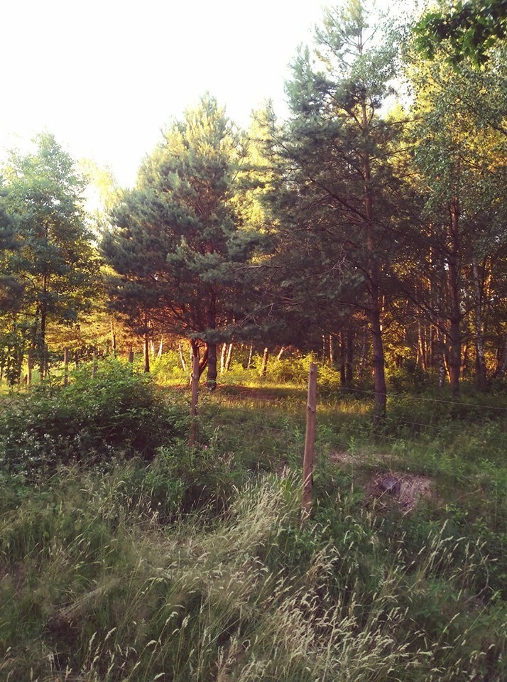 2700 m2 w Celinowie, 10 km od Mińska Mazowieckiego — zdjęcie 2