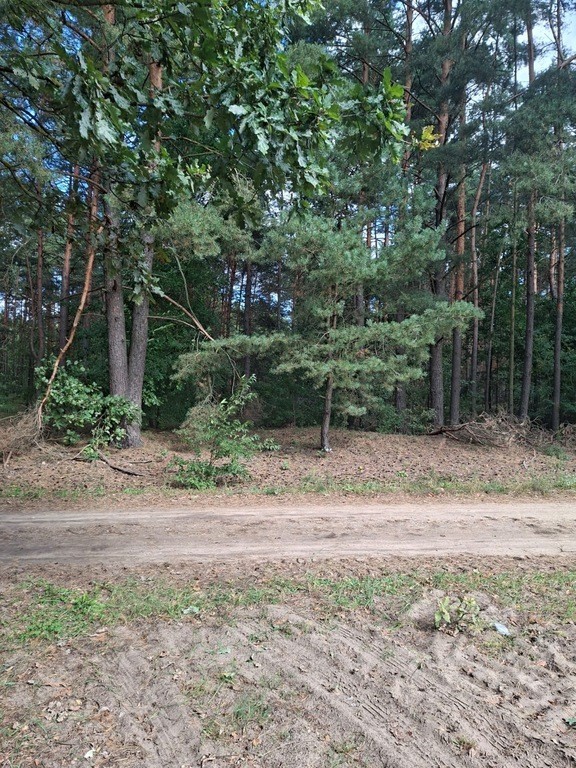 2,63 ha – 3 działki | Bielino, gm. Rząśnik | — zdjęcie 3