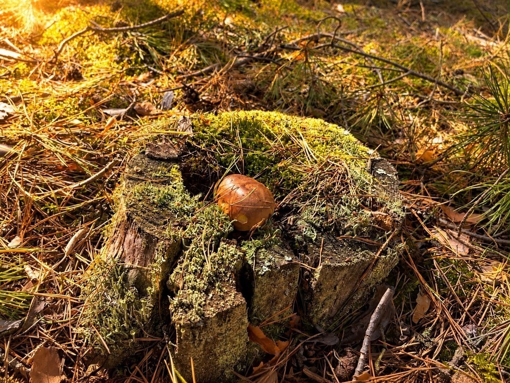 2,63 ha – 3 działki | Bielino, gm. Rząśnik | — zdjęcie 2