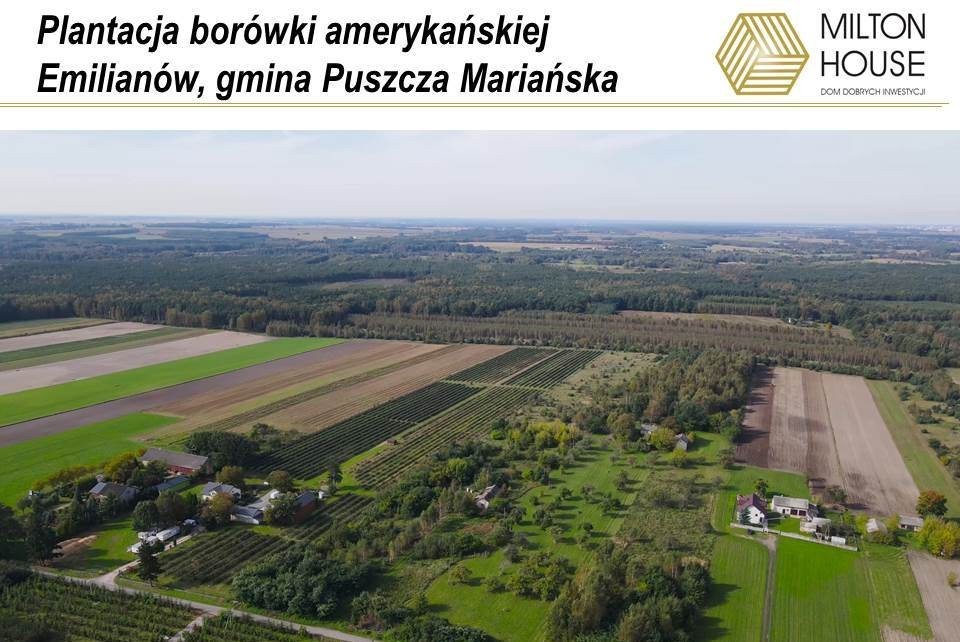 Dom, gospodarstwo rolne, plantacja borówki — zdjęcie 1
