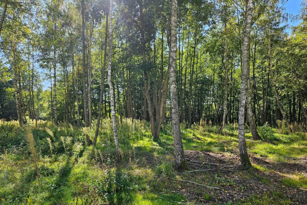Działka budowlana 2292m2 z lasem nad rzeczką — zdjęcie 2