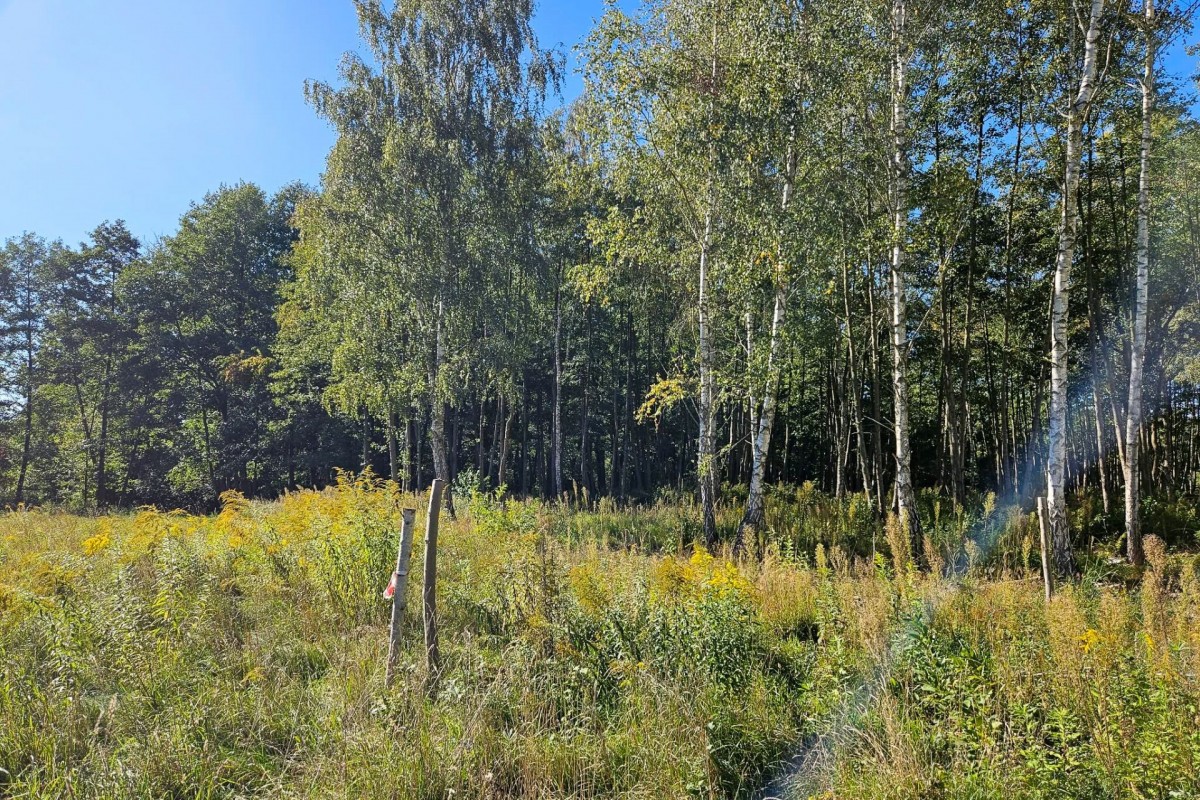 Działka budowlana 1931m2 z lasem nad rzeczką — zdjęcie 2