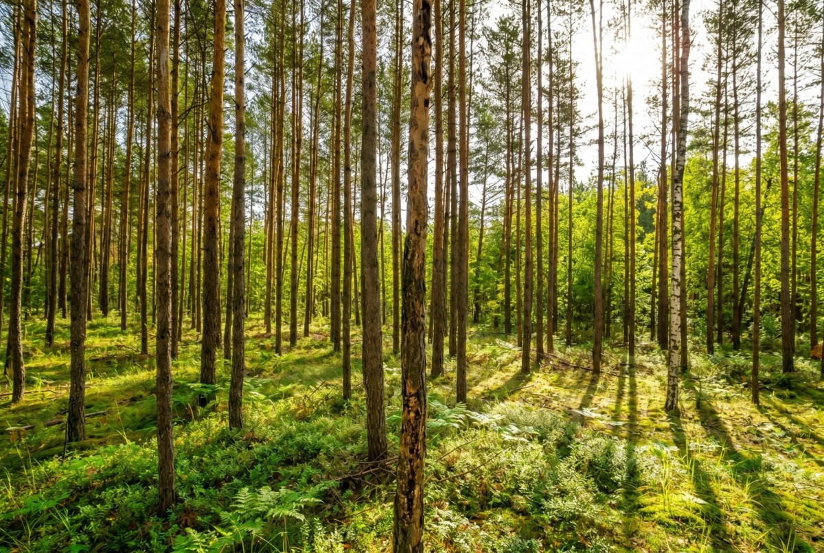 Wesola Groszówka- Inwestycja PREMIUM — zdjęcie 3