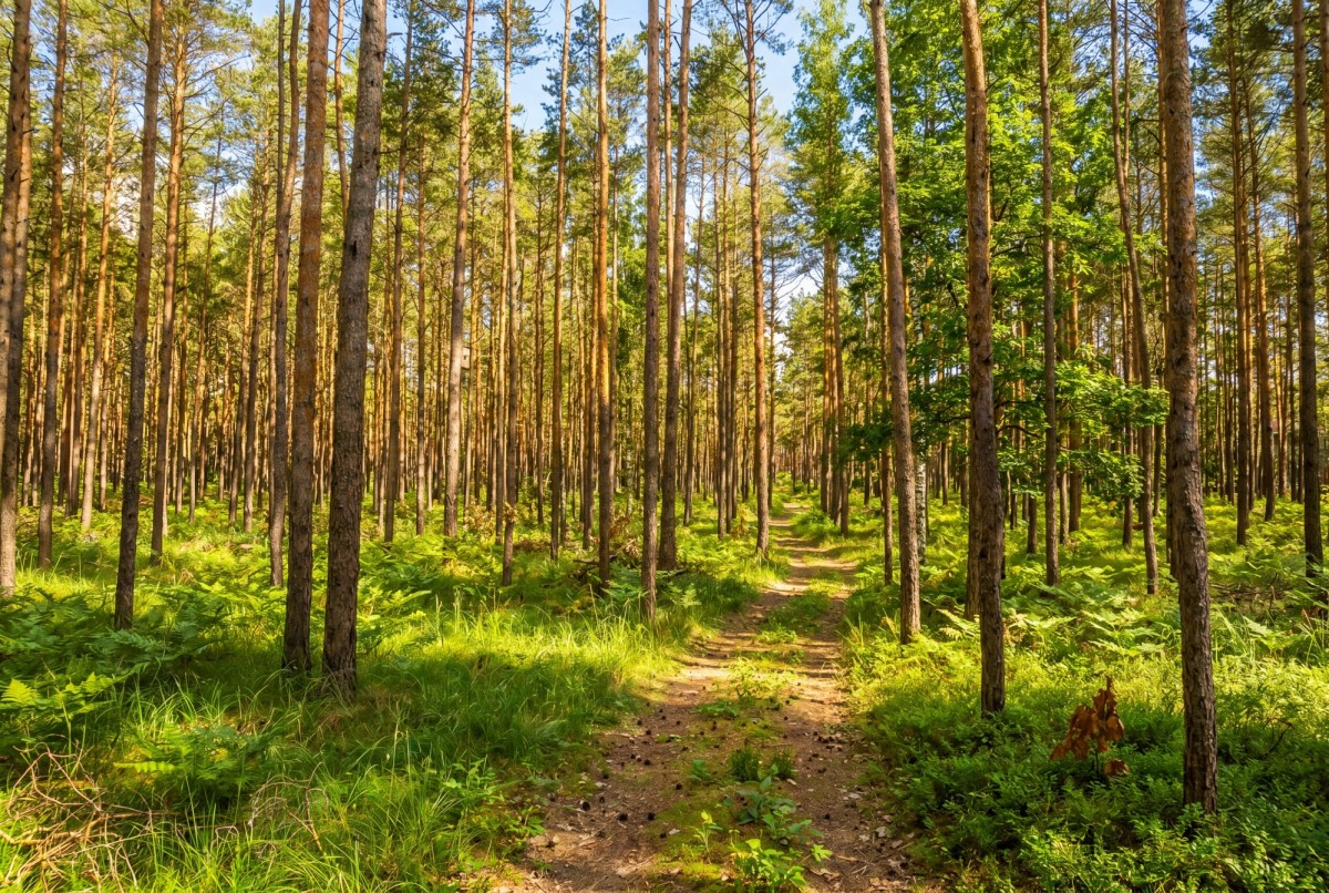 Wesola Groszówka- Inwestycja PREMIUM — zdjęcie 4