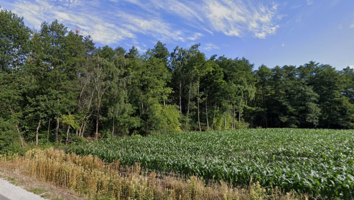 Działka leśna 1,5 ha w Justynowie — zdjęcie 2
