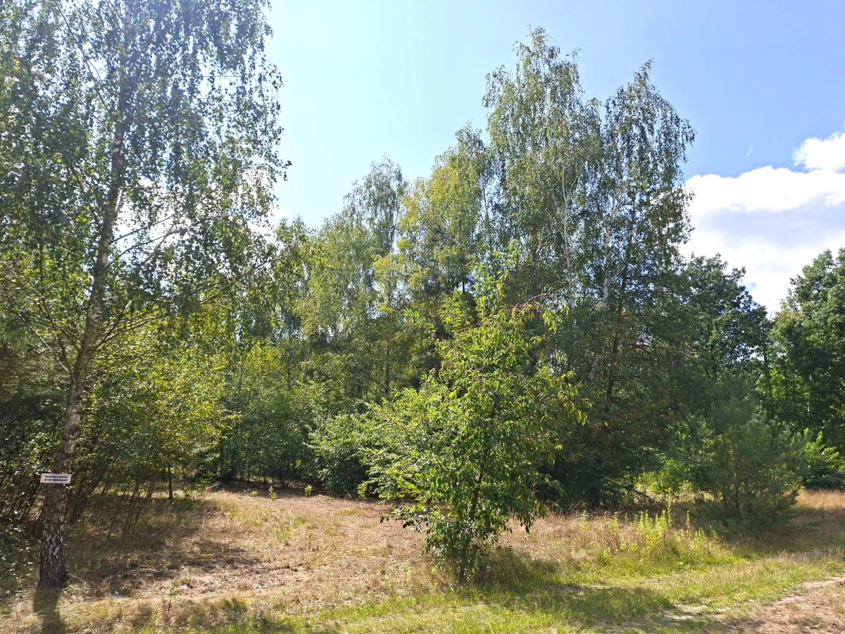 PONURZYCA | DZIAŁKA 4 000 m² |  MAZOWIECKIE LASY — zdjęcie 2