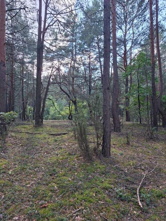 2,63 ha – 3 działki | Bielino, gm. Rząśnik | — zdjęcie 4