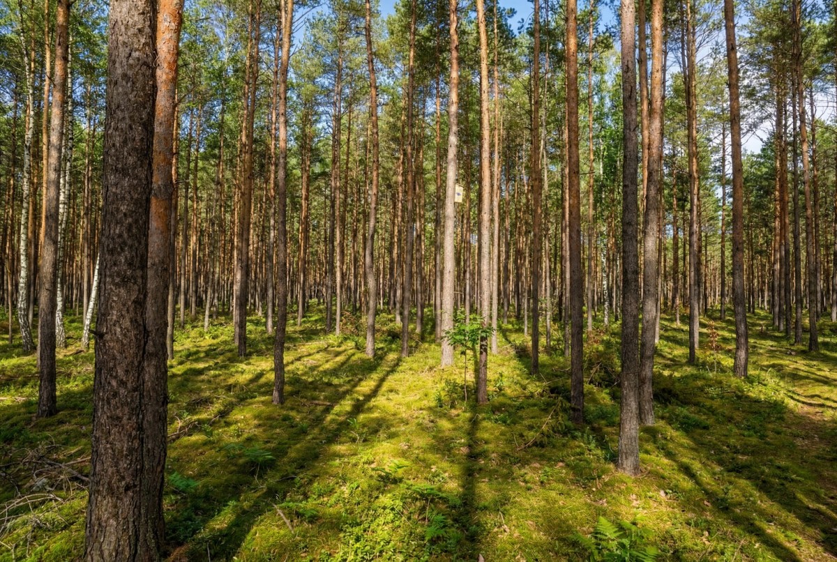 Wesola Groszówka- Inwestycja PREMIUM — zdjęcie 2