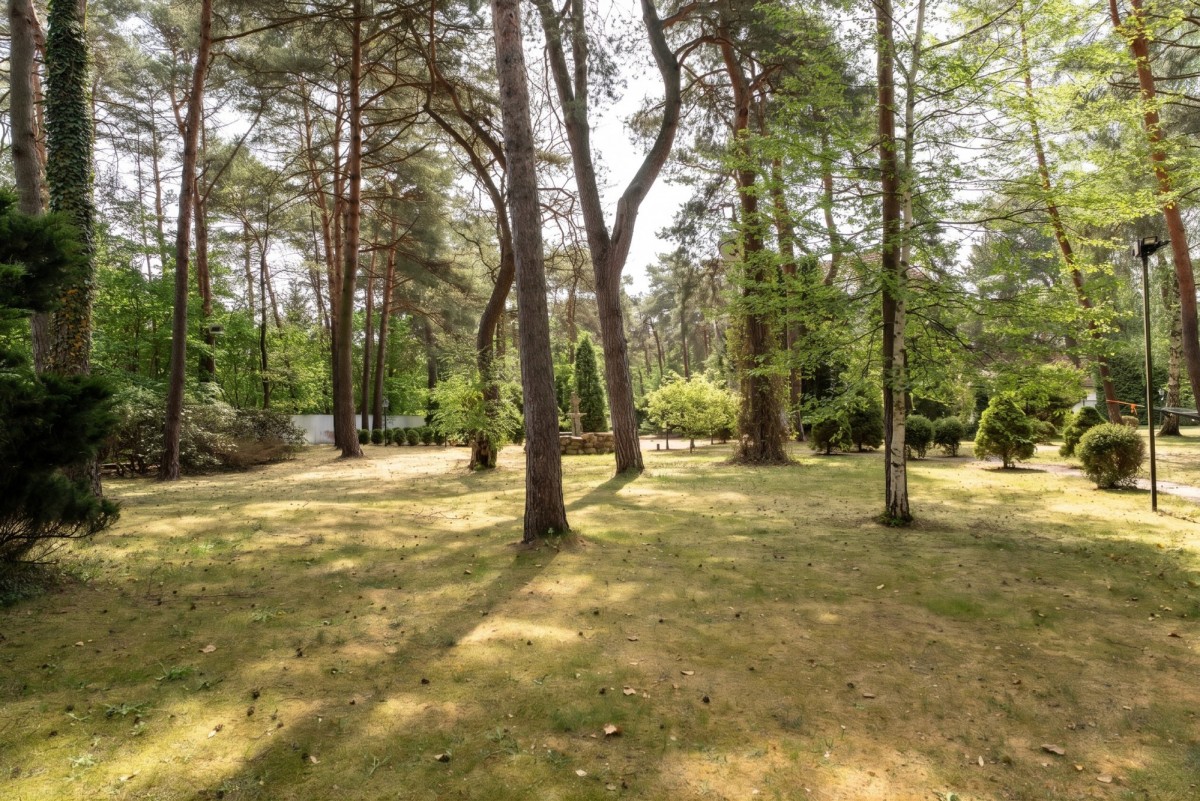 Starodrzew, park leśny | MPZP | pow.zab. do 780 m2 — zdjęcie 4