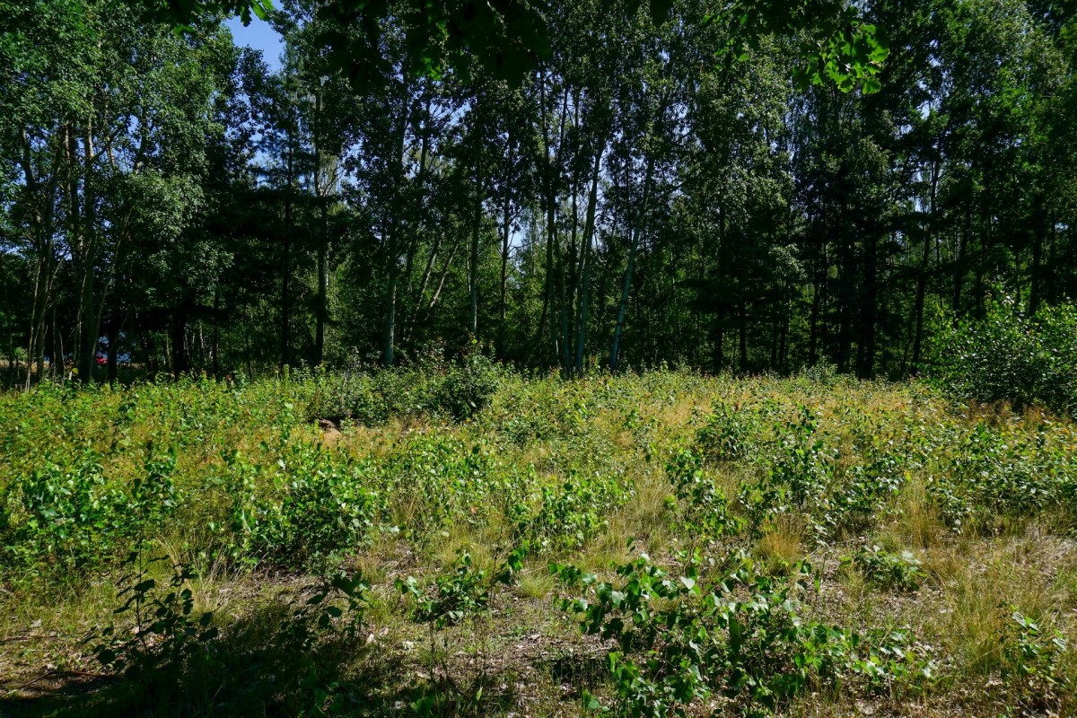 Działka budowlana 1002m2, Grądy k. Żyrardowa — zdjęcie 5