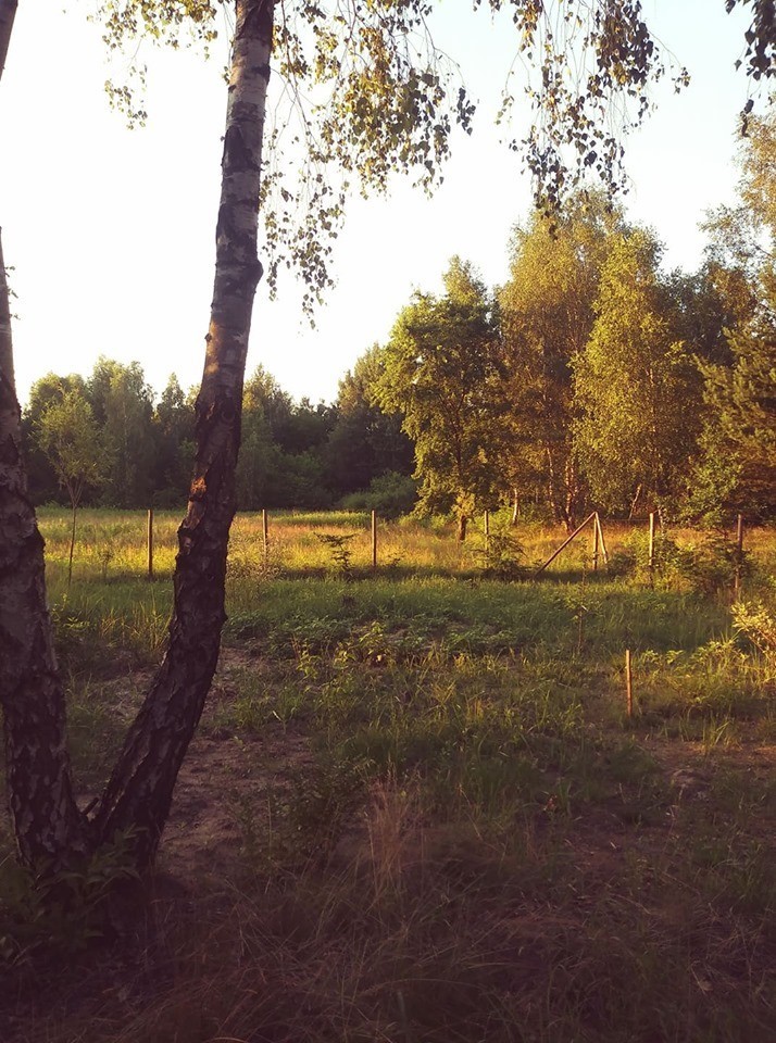 2700 m2 w Celinowie, 10 km od Mińska Mazowieckiego — zdjęcie 1