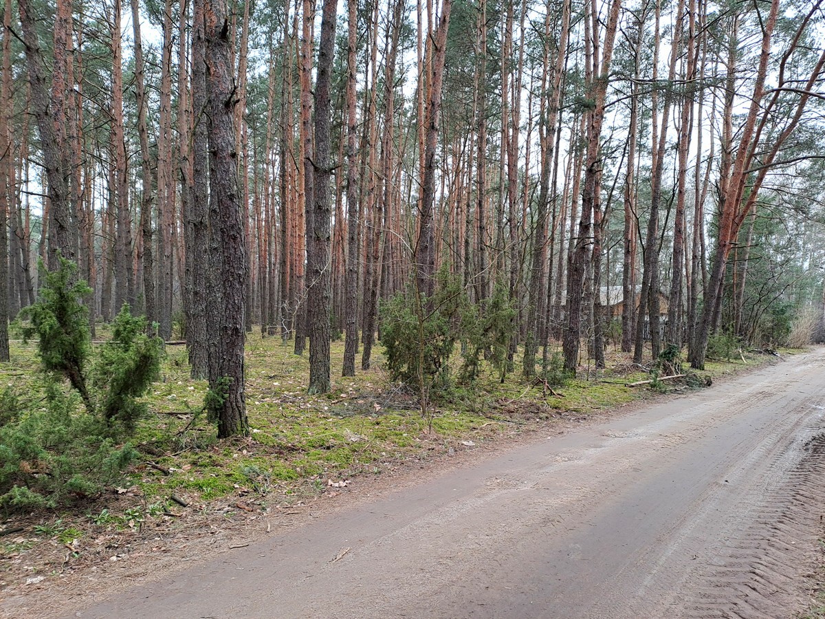 Działka leśna ujęta w MPZP z możliwością zabudowy — zdjęcie 1
