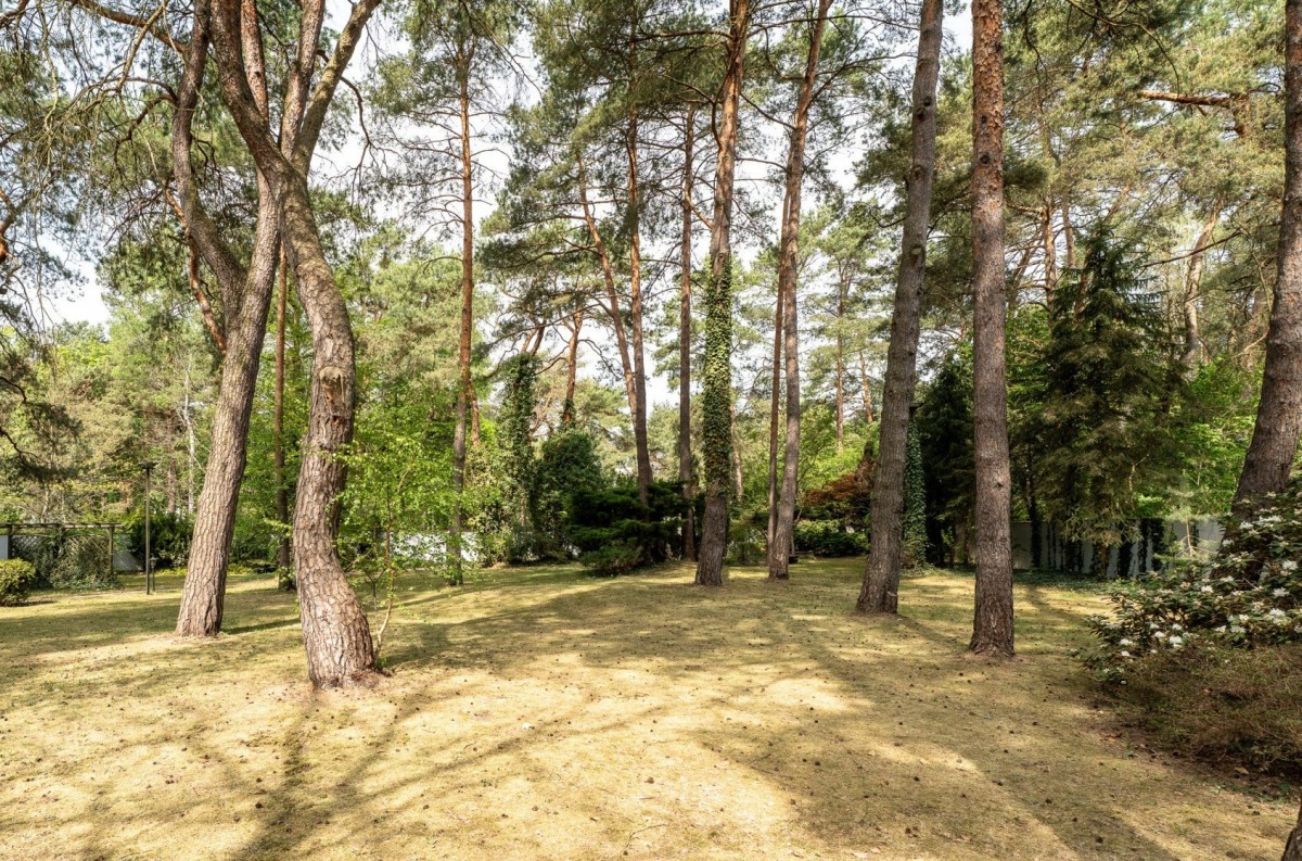Starodrzew, park leśny | MPZP | pow.zab. do 780 m2 — zdjęcie 3