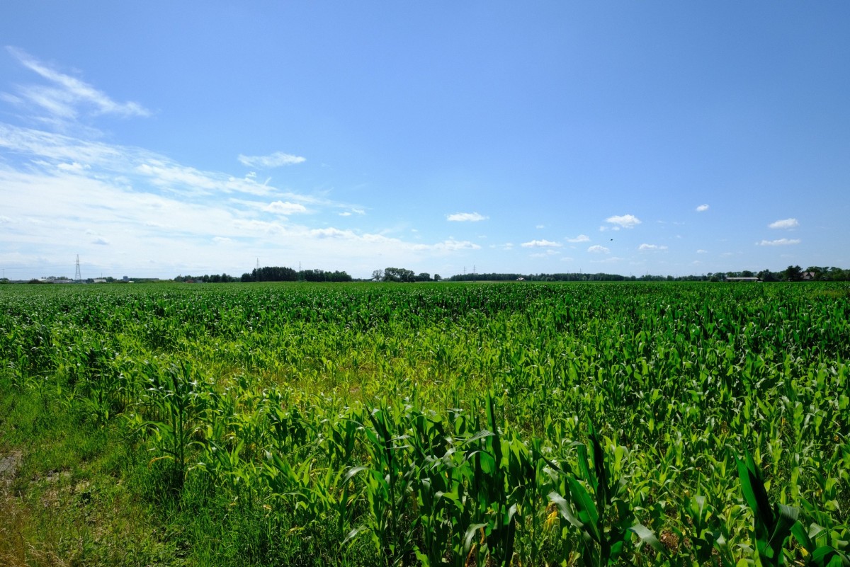 Teresin, MPZP P/U,  od 2 do 35 ha — zdjęcie 4