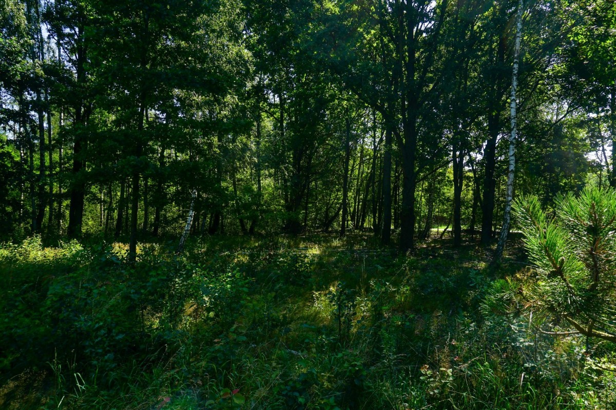 Działka budowlana 1018m2, Grądy k. Żyrardowa — zdjęcie 4