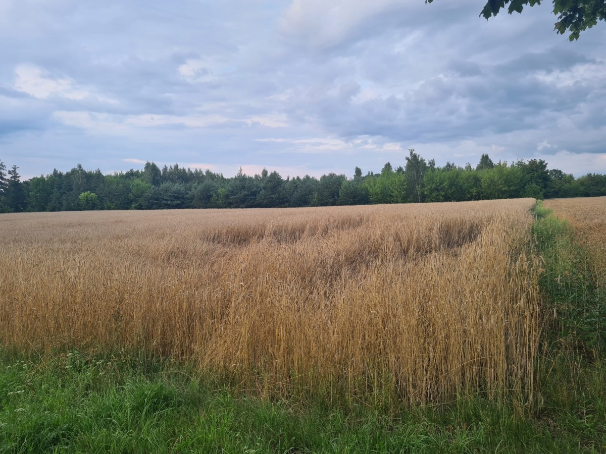 Działka rolna  Kleszewo 1,1ha, warunki — zdjęcie 3