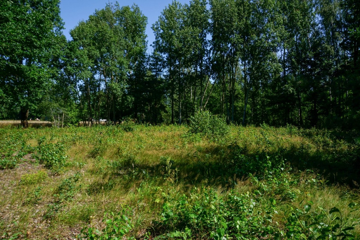 Działka budowlana 1002m2, Grądy k. Żyrardowa — zdjęcie 1