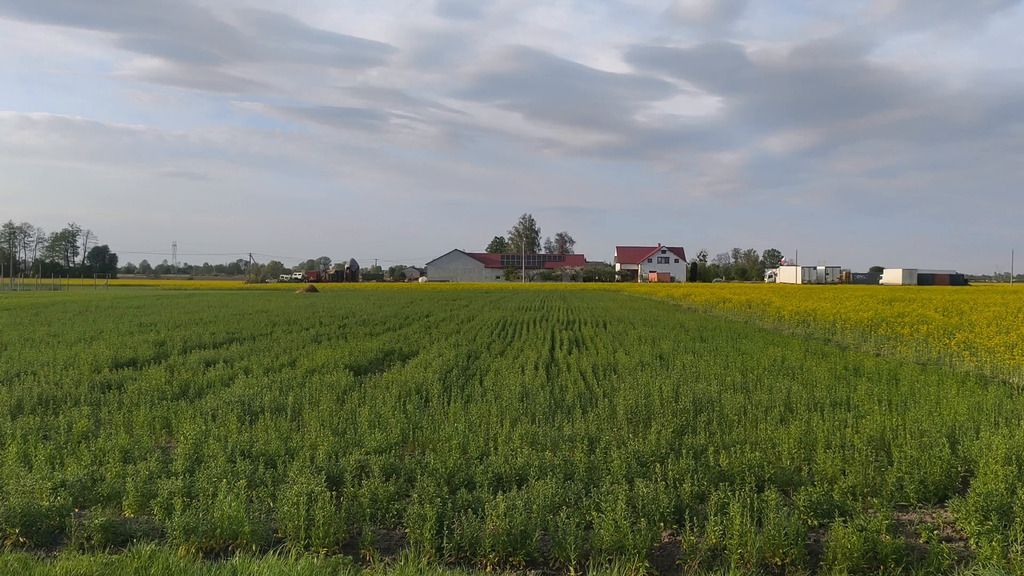 Działka Wola Miedniewska 2999m2 z WZ - OKAZJA! — zdjęcie 2
