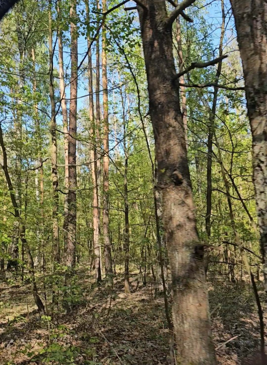 Działka w okolicach Mszczonowa w leśnym klimacie — zdjęcie 2