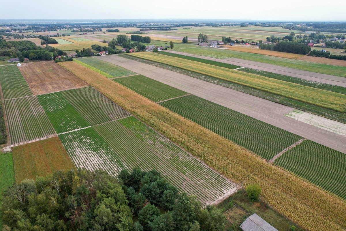 Działka budowlana -  20200m2 w Topólnie  - z domem — zdjęcie 5