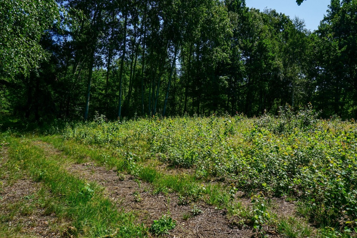 Działka budowlana 1002m2, Grądy k. Żyrardowa — zdjęcie 4