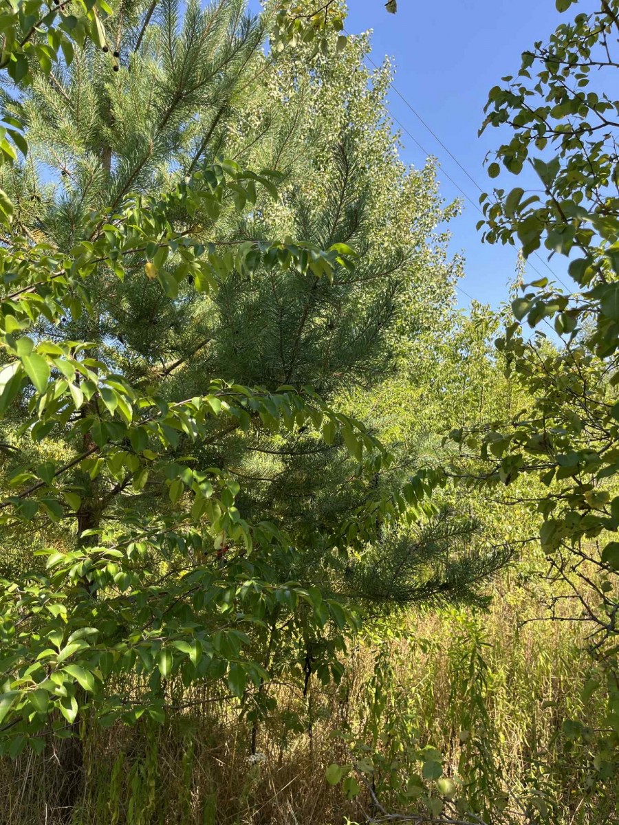 Działka (Rolna) — Łoś — zdjęcie 4