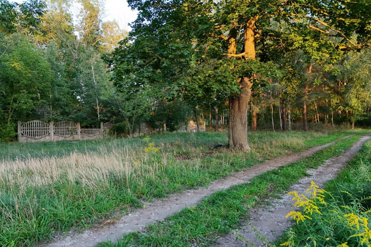 Siedlisko na skraju lasu, 3700 m², gm. Wiskitki — zdjęcie 5