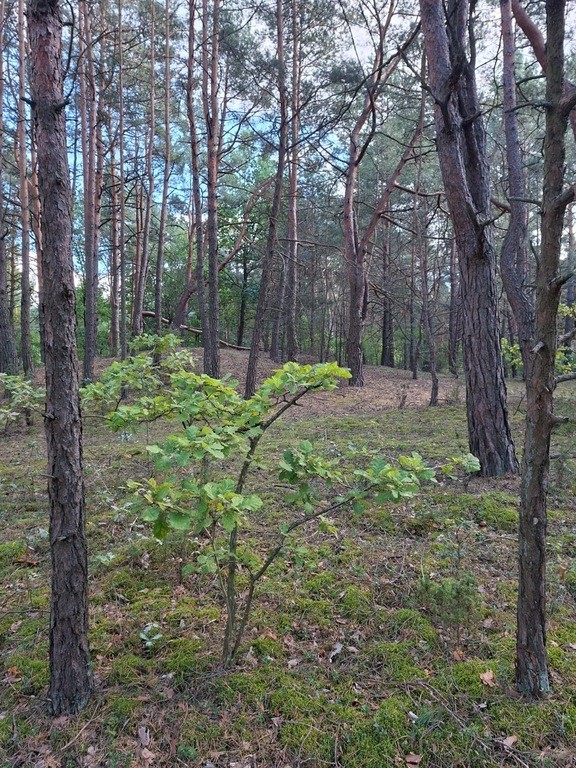 2,63 ha – 3 działki | Bielino, gm. Rząśnik | — zdjęcie 5