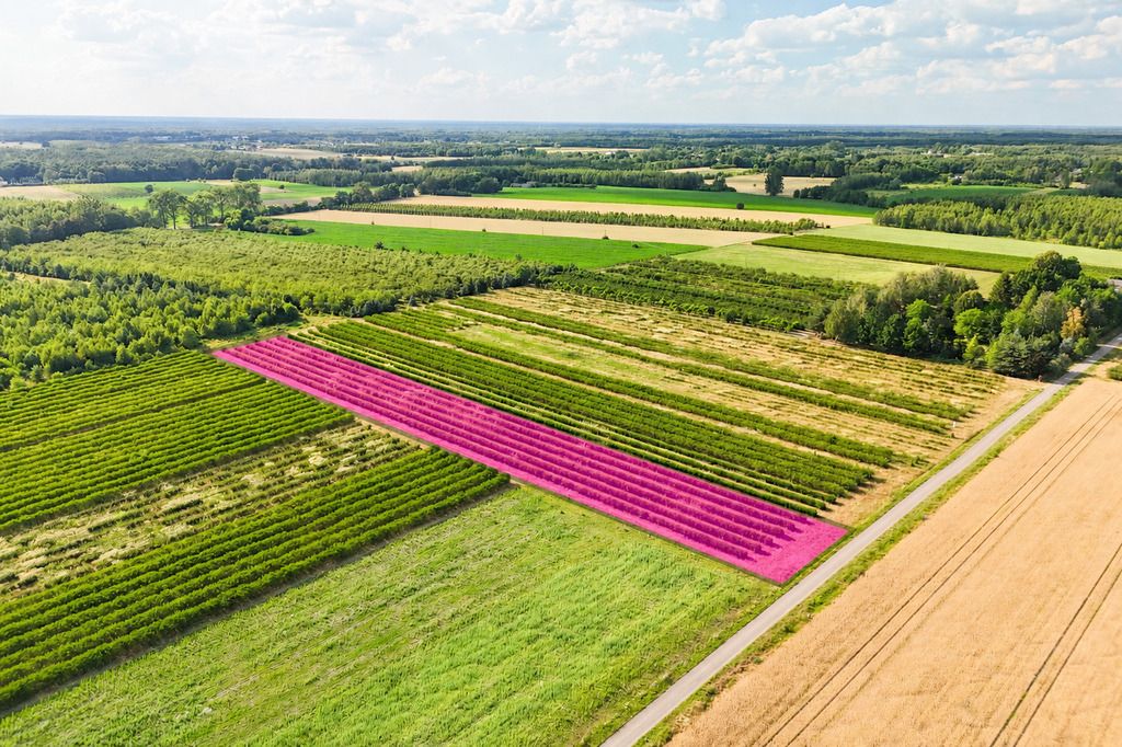 Twoja OAZA spokoju - Stary Łajszczew 5962m2 z WZ — zdjęcie 5