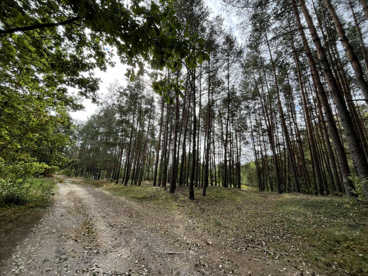 Działka rolna z samosiejkami — zdjęcie 1