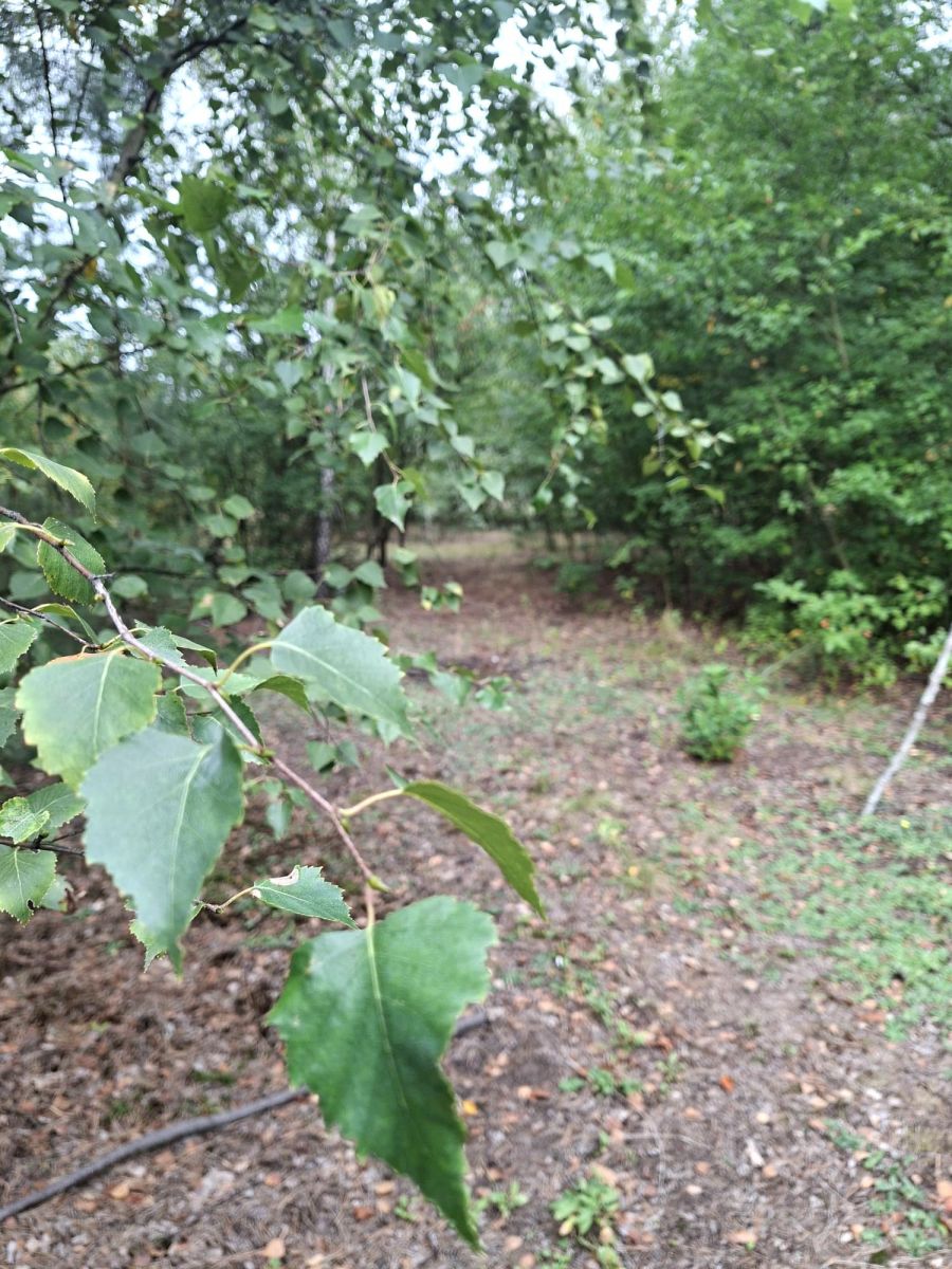 PONURZYCA | DZIAŁKA 4 000 m² |  MAZOWIECKIE LASY — zdjęcie 5