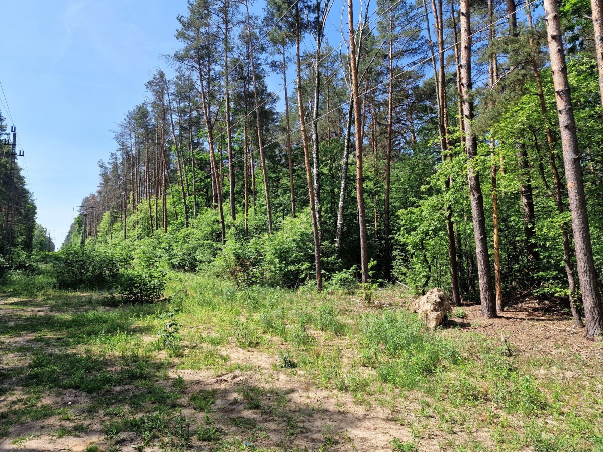 Blisko Magdalenki w środku lasu — zdjęcie 5